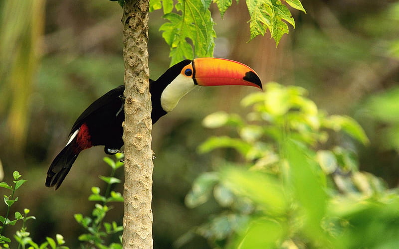toco toucan in the tropical forest-Beautiful bird graphy, HD wallpaper