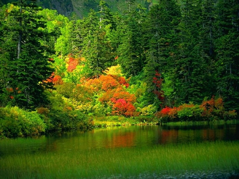 Hermosos paisajes, color, bonito, árboles, hermoso, Fondo de pantalla HD |  Peakpx