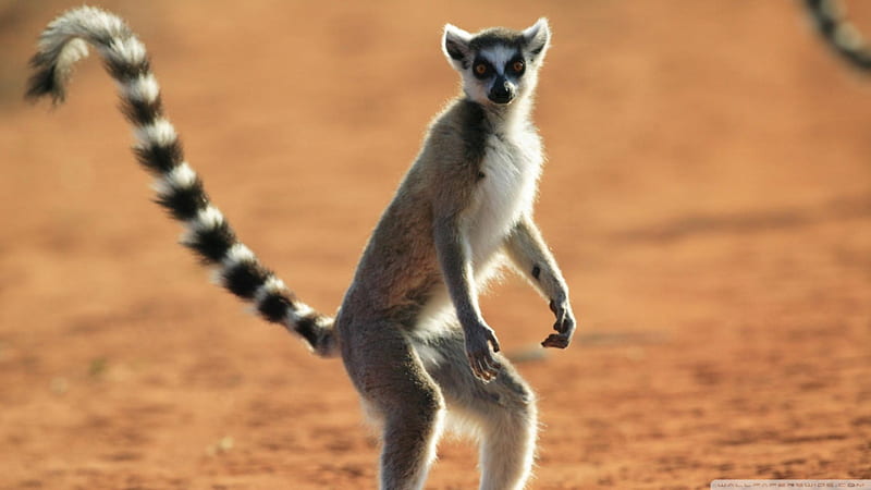 standing ring tailed lemur, standing, tailed, ring, lemur, HD wallpaper