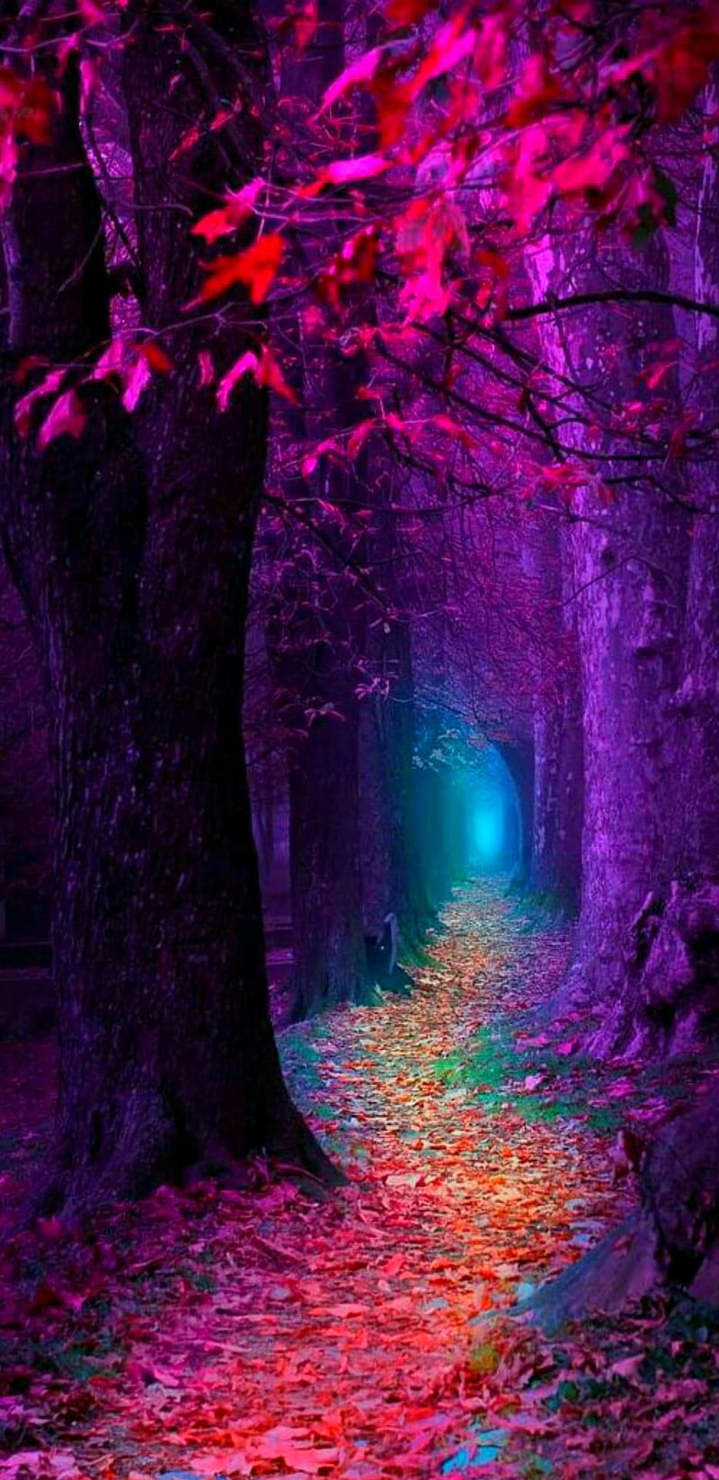 Raibow forest, bonito, life, magic, nature, pink, purple, rainbow, tree, yellow, HD phone wallpaper