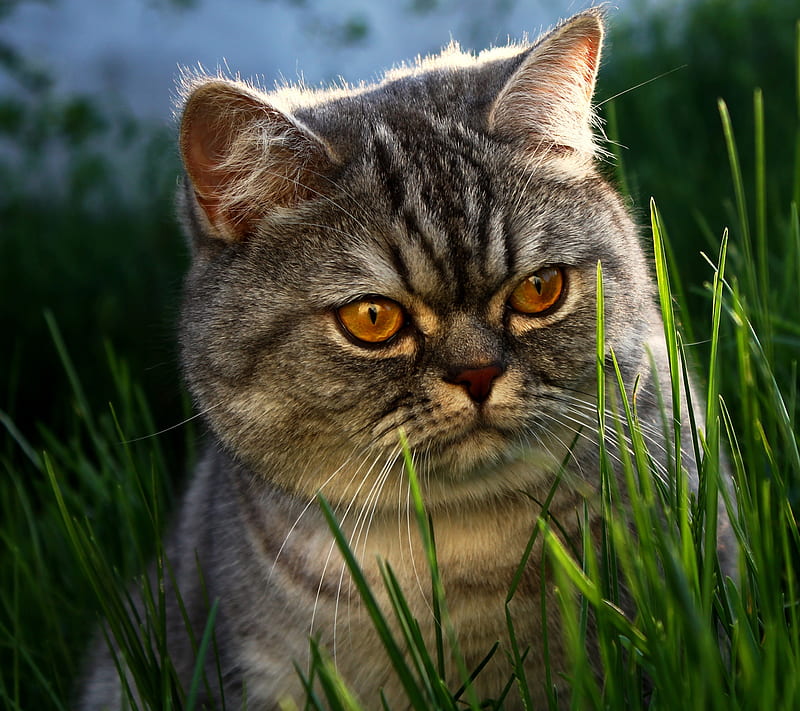 Grumpy Cat, cat, grumpy, HD wallpaper