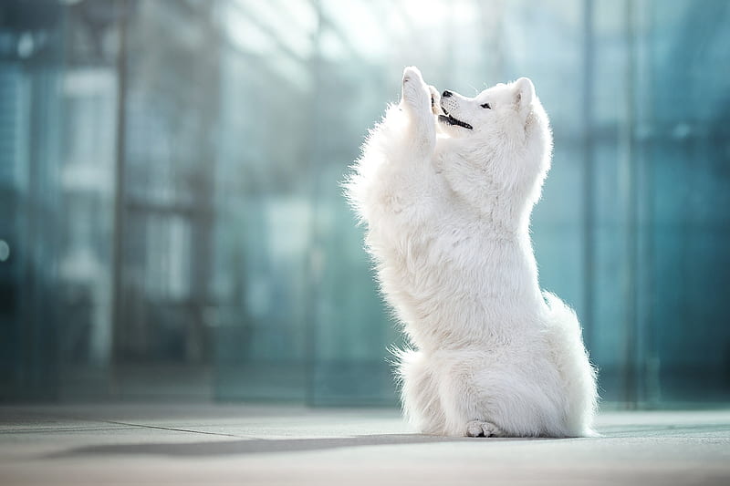 samoyed, fluffy dog, cute, white, Animal, HD wallpaper