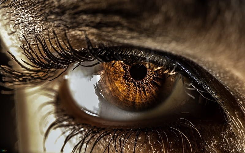 Golden eye, eye, golden, lashes, skin, woman, iris, HD wallpaper