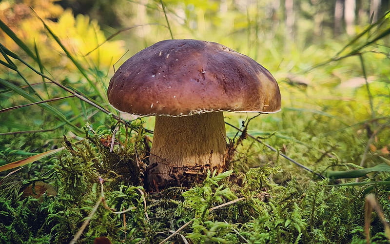 Boletus, forest, mushroom, moss, Latvia, HD wallpaper