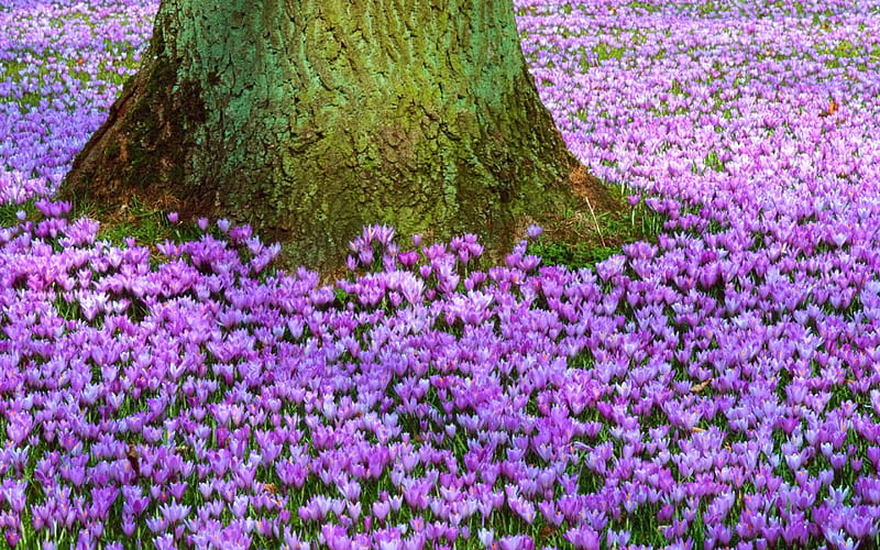 Un árbol en el campo, bonita, grafía, púrpura, flores, belleza, naturaleza,  lila, Fondo de pantalla HD | Peakpx