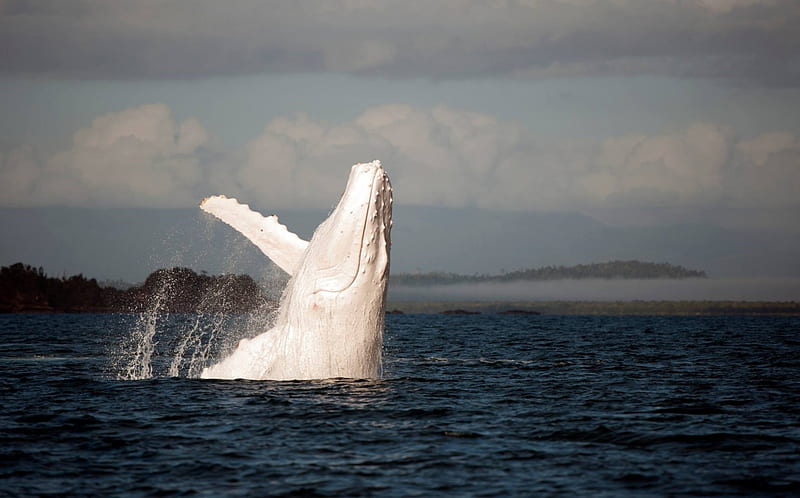 Albino whale, Sea, Whale, White, Ocean, Albino, HD wallpaper
