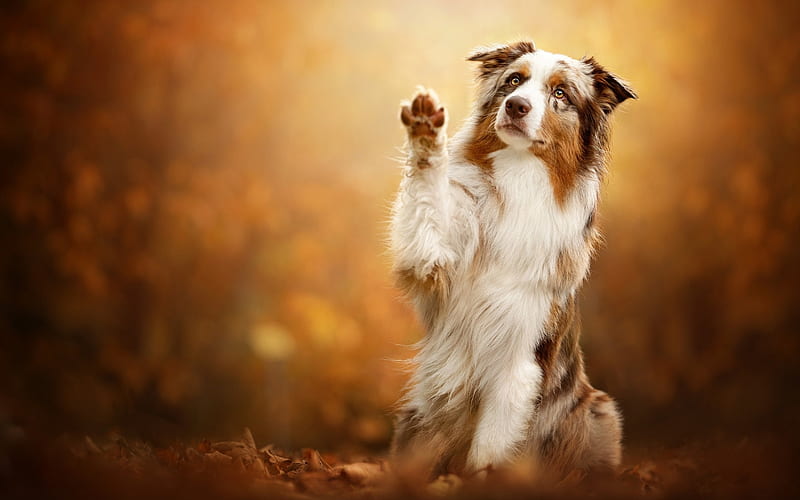 high five, puppies, pets, animals, dogs, HD wallpaper