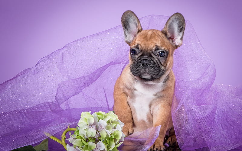 French bulldog, purple, flower, pink, puppy, dog, animal, HD wallpaper