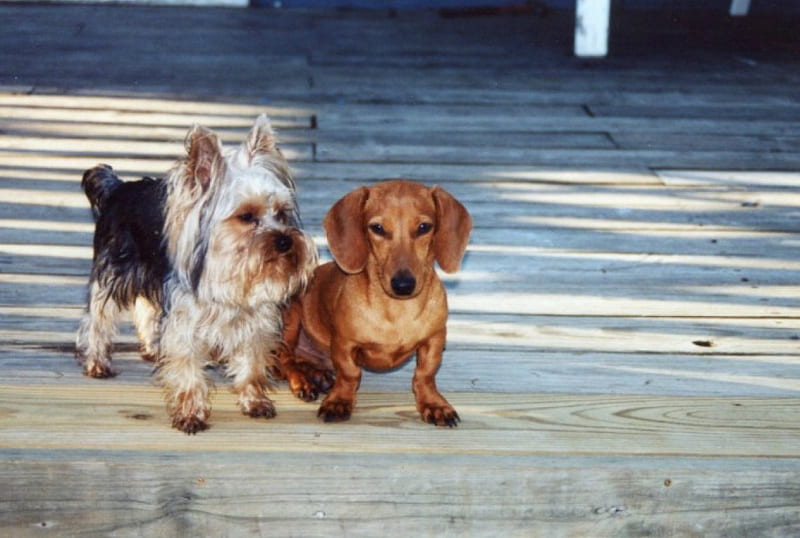 Chewy and Robbie enjoying sitting on the deck, cute, chewy, funny, dogs, robbie, HD wallpaper