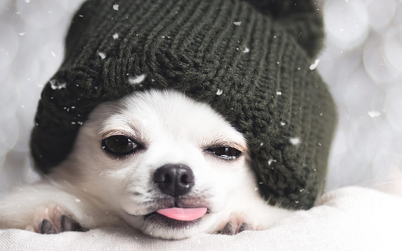 Chihuahua, small white dog, winter, snow, dog in hat, pets, dogs, HD wallpaper