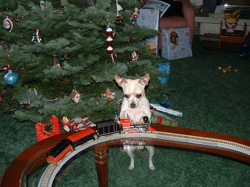 oliver at christmas, train, christmas, chihuahua, dog, HD wallpaper