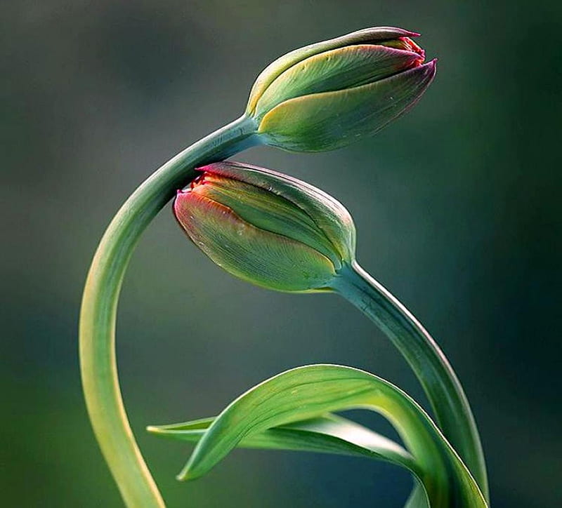 Stay with me, red, tulips, green, pair, HD wallpaper