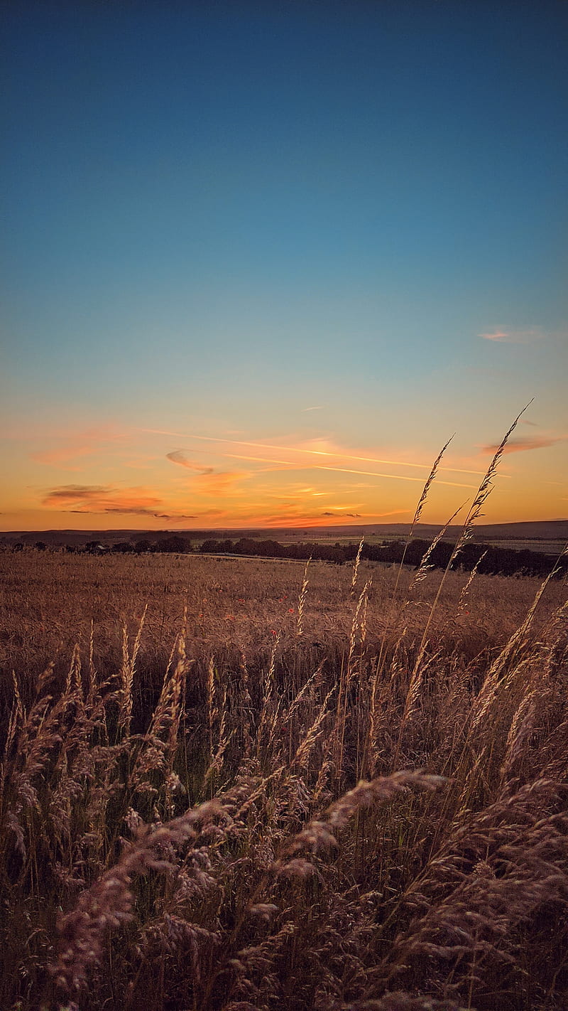 Wheat field sunset, countryside, derbyshire, farmland, grass, landscape, peak district, scenic, HD phone wallpaper