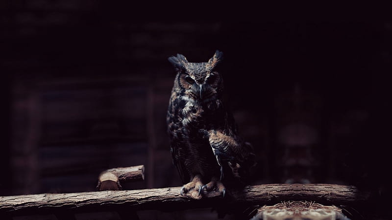 *** Owl in the dark ... ***, ciemnosc, zwierzeta, sowa, ptaki, HD wallpaper