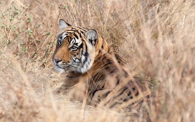 Tigre salvaje, desierto, naturaleza, tigre, animal, Fondo de pantalla HD |  Peakpx
