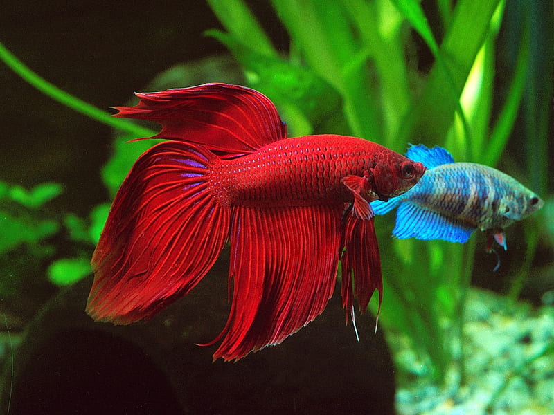 Beautiful Red fish, leaves, green, fish, aquarium, HD wallpaper