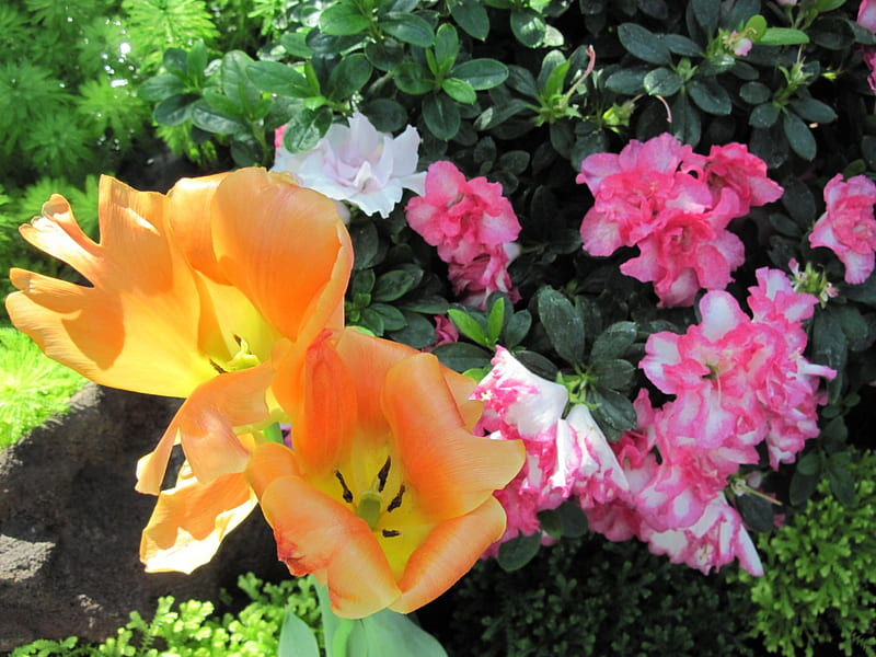 Garden Festival 19, Tulips, graphy, green, Orange, garden, pink, HD wallpaper