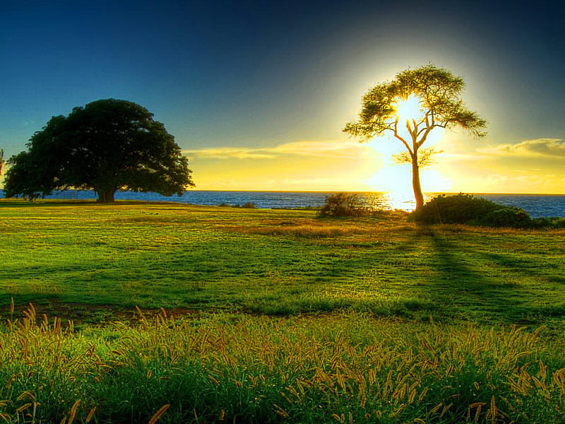 Bright morning sun, sun, dazzling, golden, tree, bright, nature, morning, field, meadow, HD wallpaper