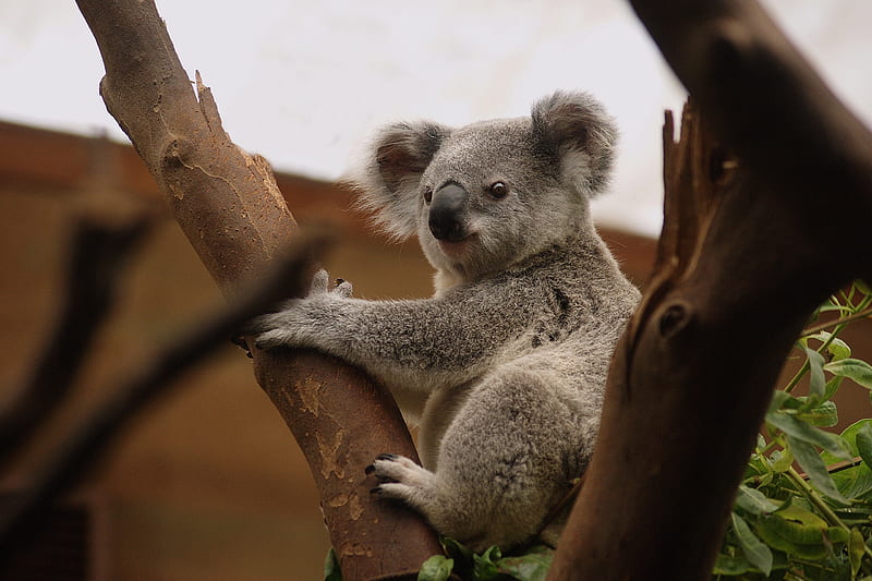 Animal, Koala, Trunk, Zoo, HD wallpaper