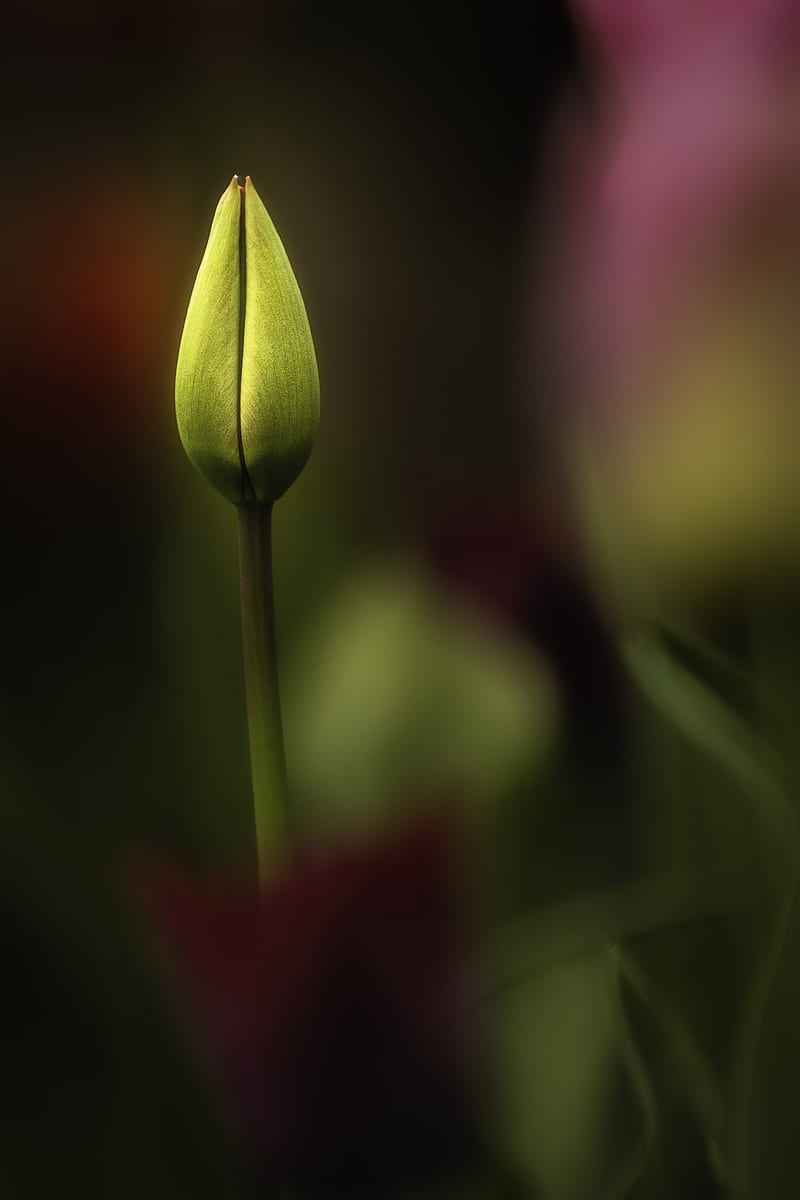 tulip, bud, yellow, macro, HD phone wallpaper