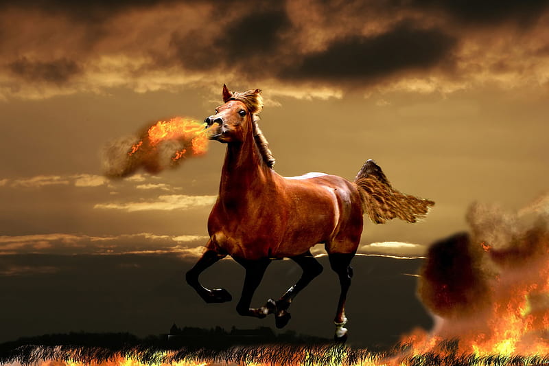 Flaming Arabian, fire, flame, horse, arabian, HD wallpaper