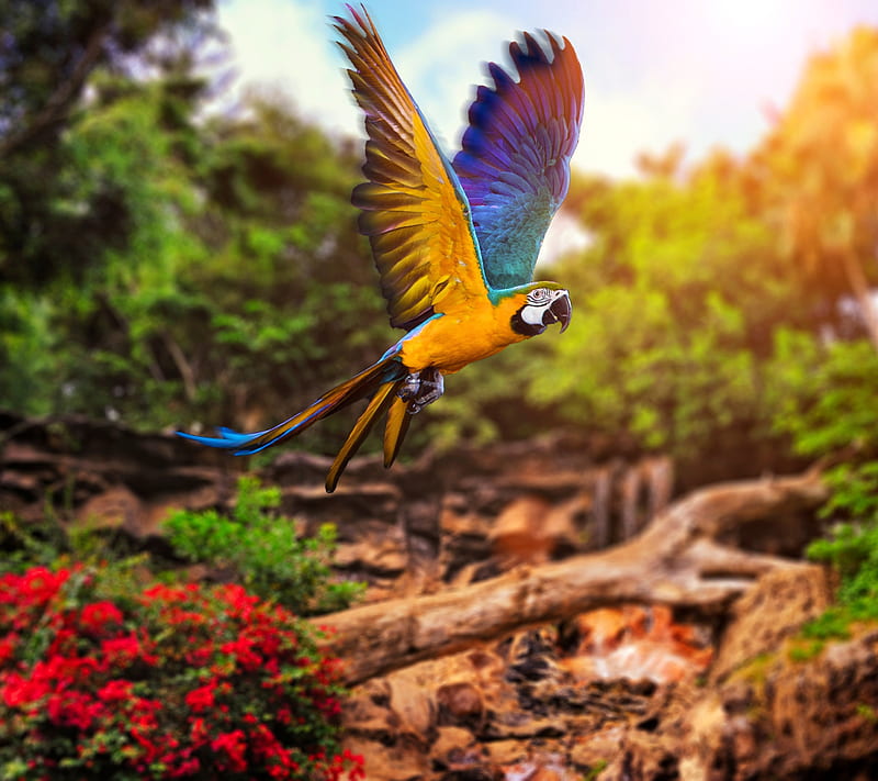 Parrot, birds, blue, yellow, HD wallpaper