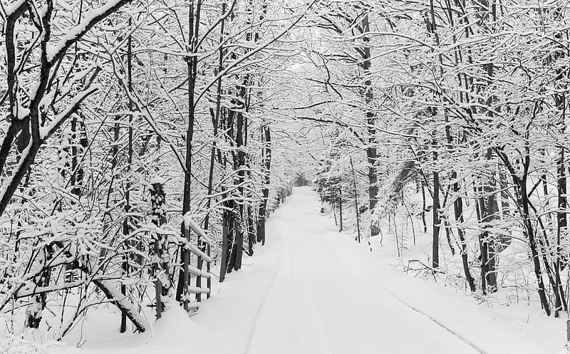 Snowy Trees, Rural Road, Winter Ultra, Seasons, Winter, Nature, Trees, Road, Canada, Snow, Snowy, Quiet, ontario, Path, Majestic, 1000islands, mallorytown, phaseone, phaseoneiq250, HD wallpaper