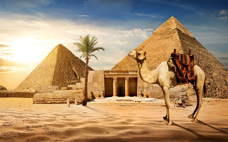 Egypt, Cairo, pyramids, tourism, sightseeing, camel riding, sand, desert, camel, Cairo landmarks, HD wallpaper