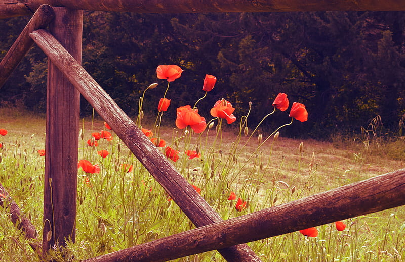 poppies, flowers, red, wild, bloom, HD wallpaper