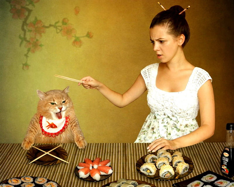 I'm hungry, table, food, chop stick, sushi, cat, woman, animals, HD wallpaper