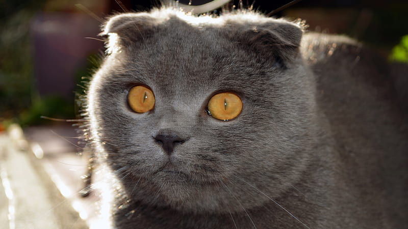Ash And Brown Chubby Cat With Staring Yellow Eyes Animals, HD wallpaper