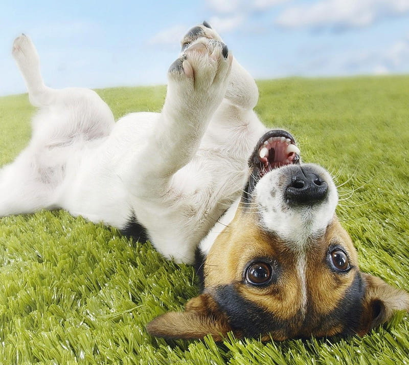 Jack Russell, cute, dog, funny, puppy, terrier, HD wallpaper