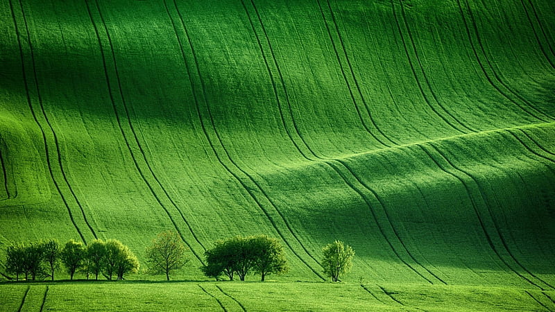 Green Meadow Field, HD wallpaper