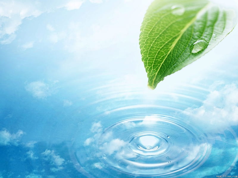 Water echos, green nice, water, dew drops, leaf, HD wallpaper