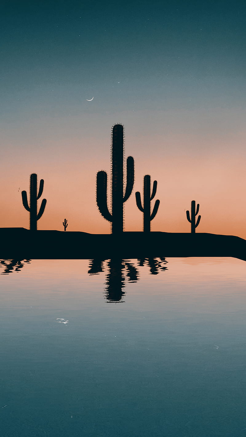 Cactus Wallpapers Free HD Download 500 HQ  Unsplash