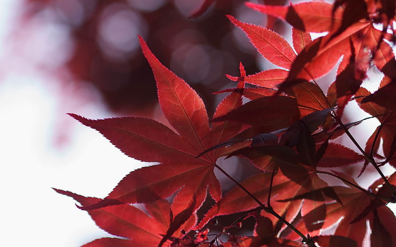 japanese maple leaves spring-beauty spring, HD wallpaper