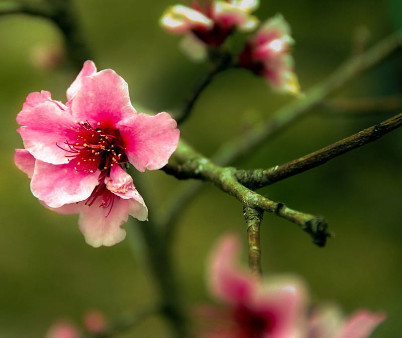 Pink Peach Pod 3, blossoms, tree, spring, peach, HD wallpaper