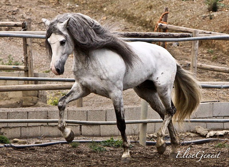 Лошади 9 лет. Группа лошадей. Iberian Horse. Andalusian Hound Maneto. Spanish Horse.