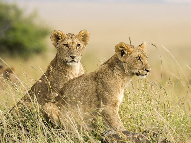 Female Lion Cubs, cubs, female, lion, wild, HD wallpaper
