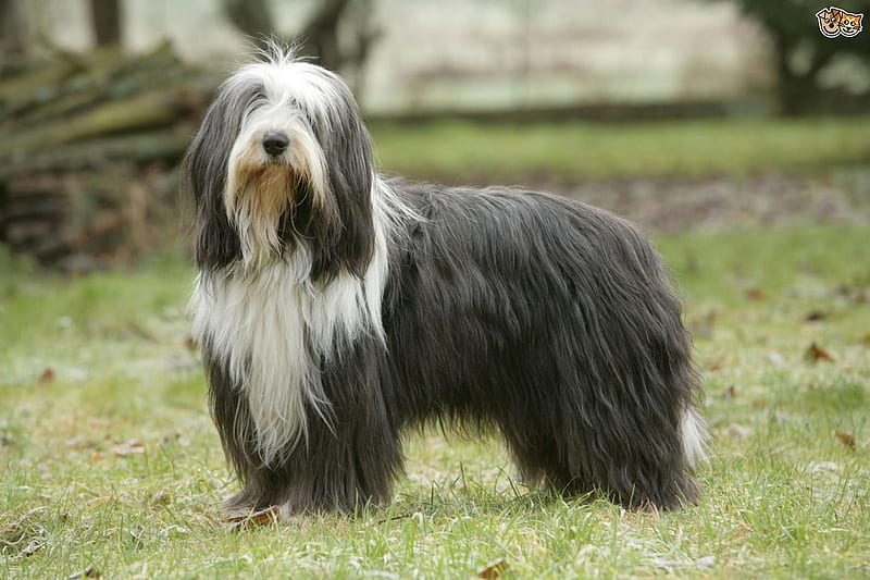 Scottish Dog Breeds - Bearded Collie, Scottish Dog Breeds, Collies, Bearded Collies, Scotland, Scottish Dogs, HD wallpaper