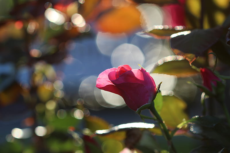 bokeh graphy of red rose, HD wallpaper