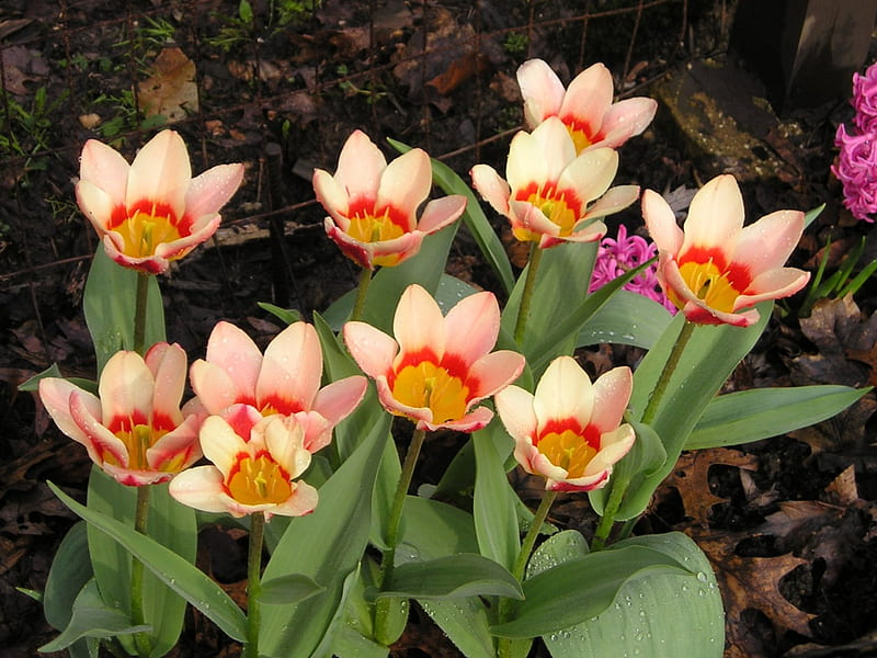 tulips, ohio, brecksville, spring, HD wallpaper