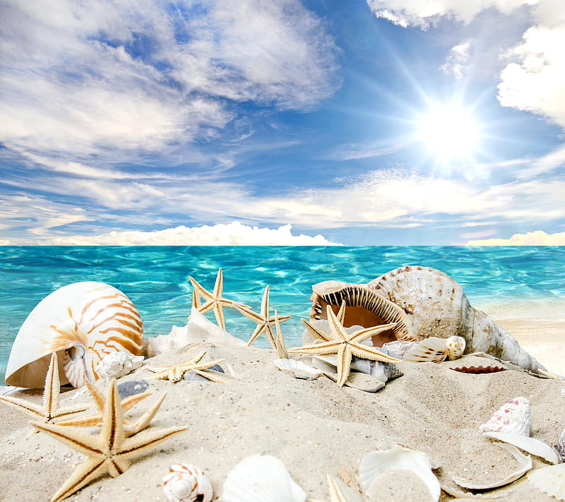 Summer Beach, sand, sea, shells, starfish, sunshine, HD wallpaper