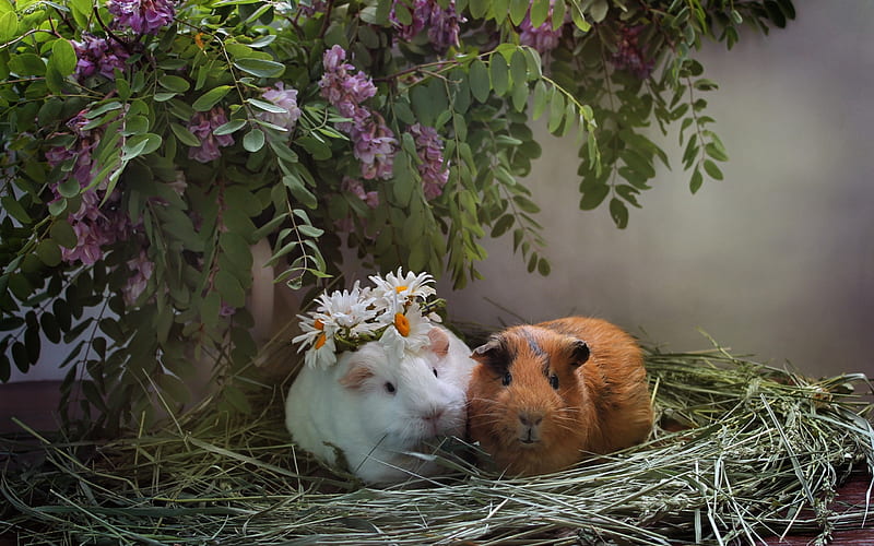 Guinea pigs, cute animals, pair of guinea pigs, pets, lilacs, HD wallpaper