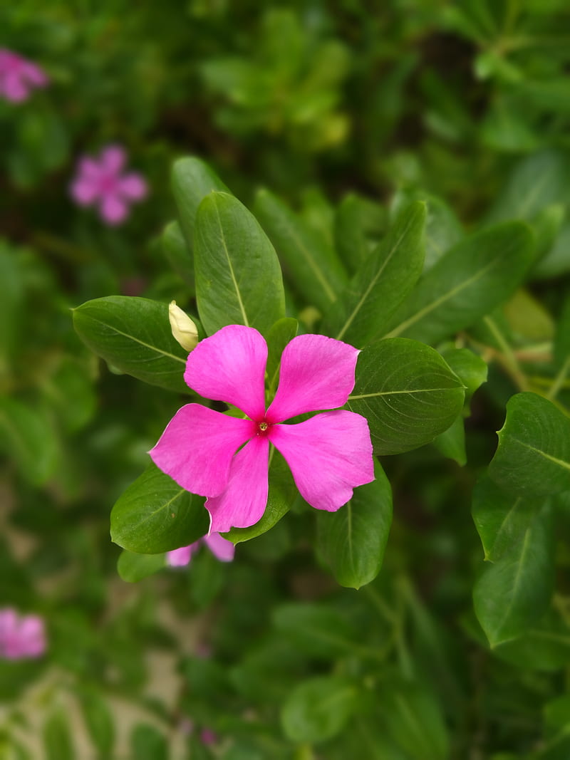 Flower , background, beautiful flowers, flowers background, flowers , madagascar periwinkle, nature, pink flower, HD phone wallpaper