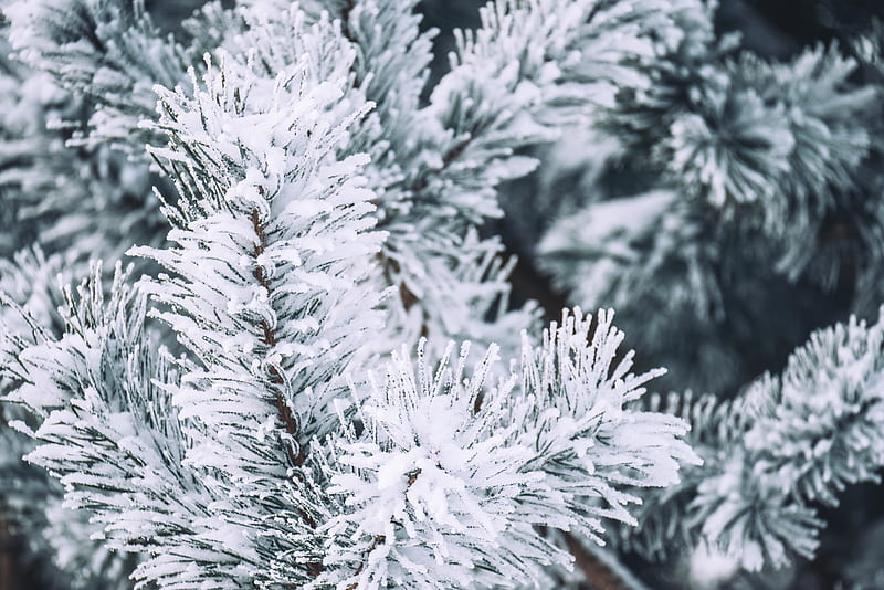 branch, pine, snow, macro, winter, HD wallpaper