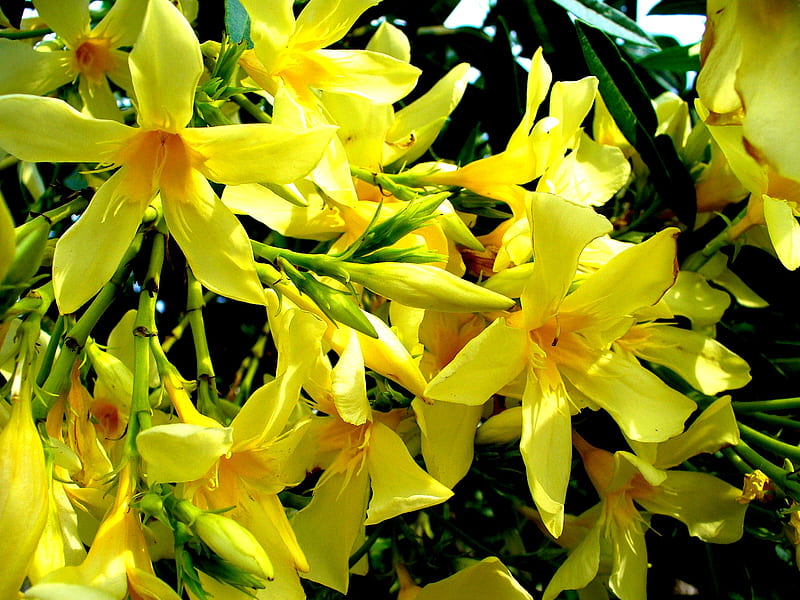oleander, yellow, flowers, nature, HD wallpaper