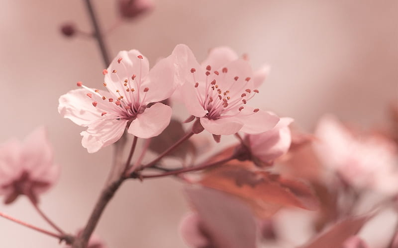 flower blossom petals-Plants, HD wallpaper
