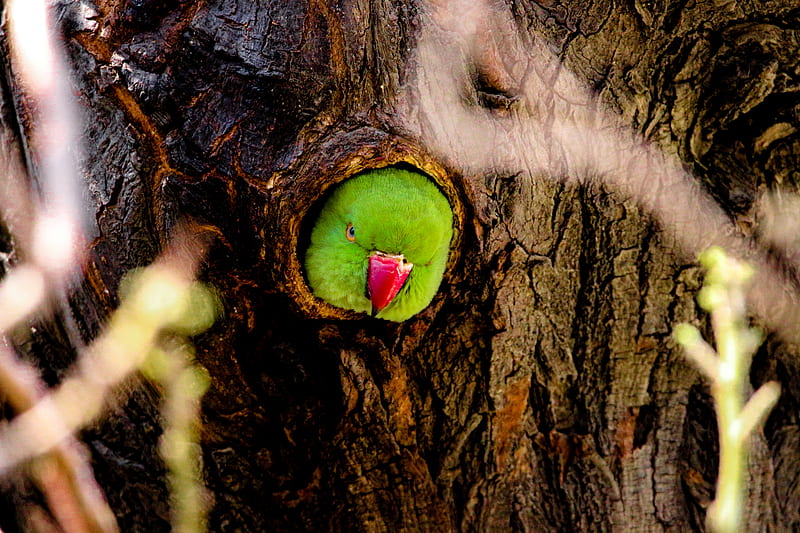 Parrot, android, angry, angry bird, angry parrot, apple, bird, bird graphy oftheday, HD wallpaper