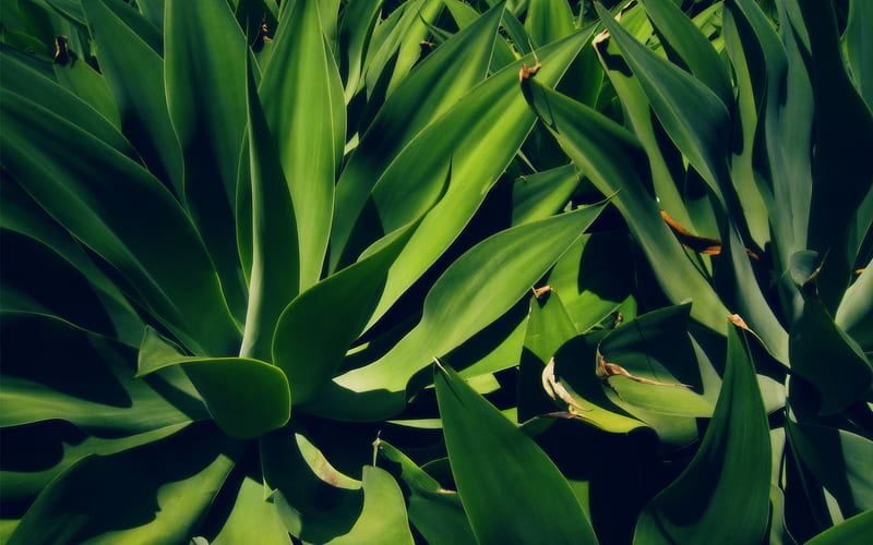 Green plants-City LOMO, HD wallpaper